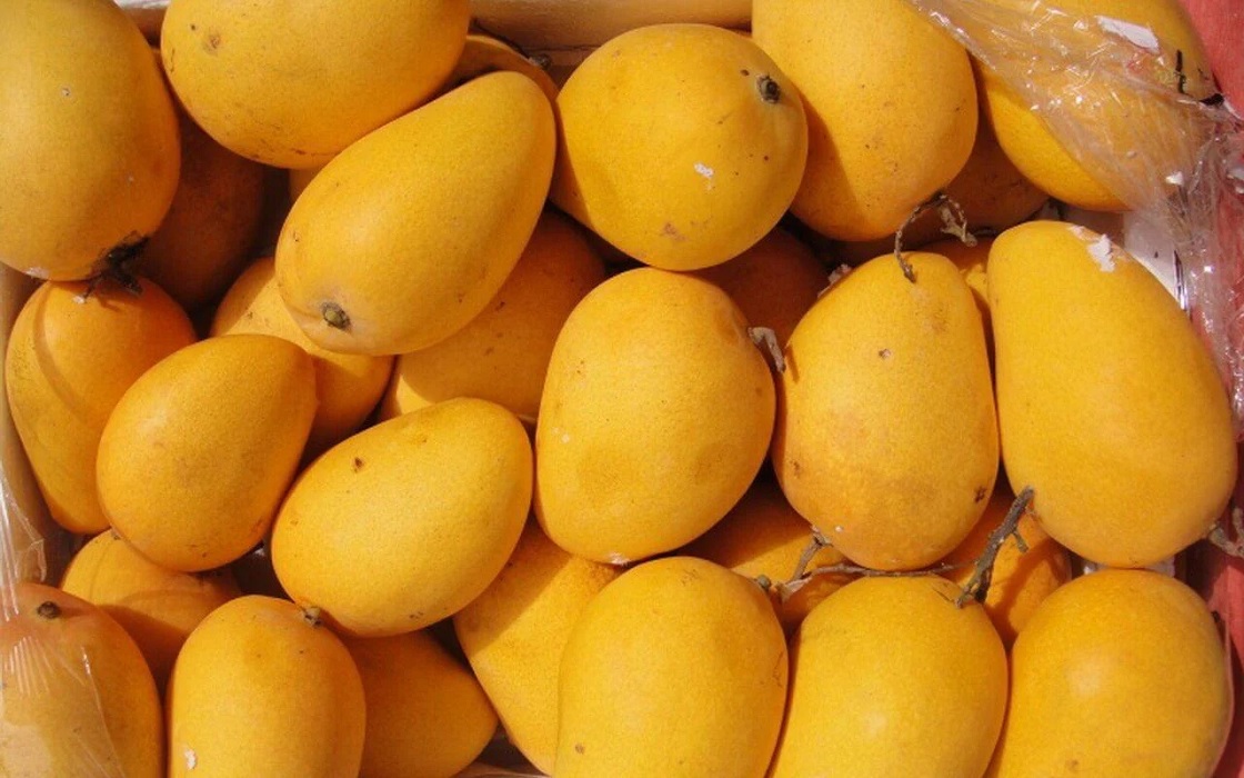 Ratnagiri Hapus Mango